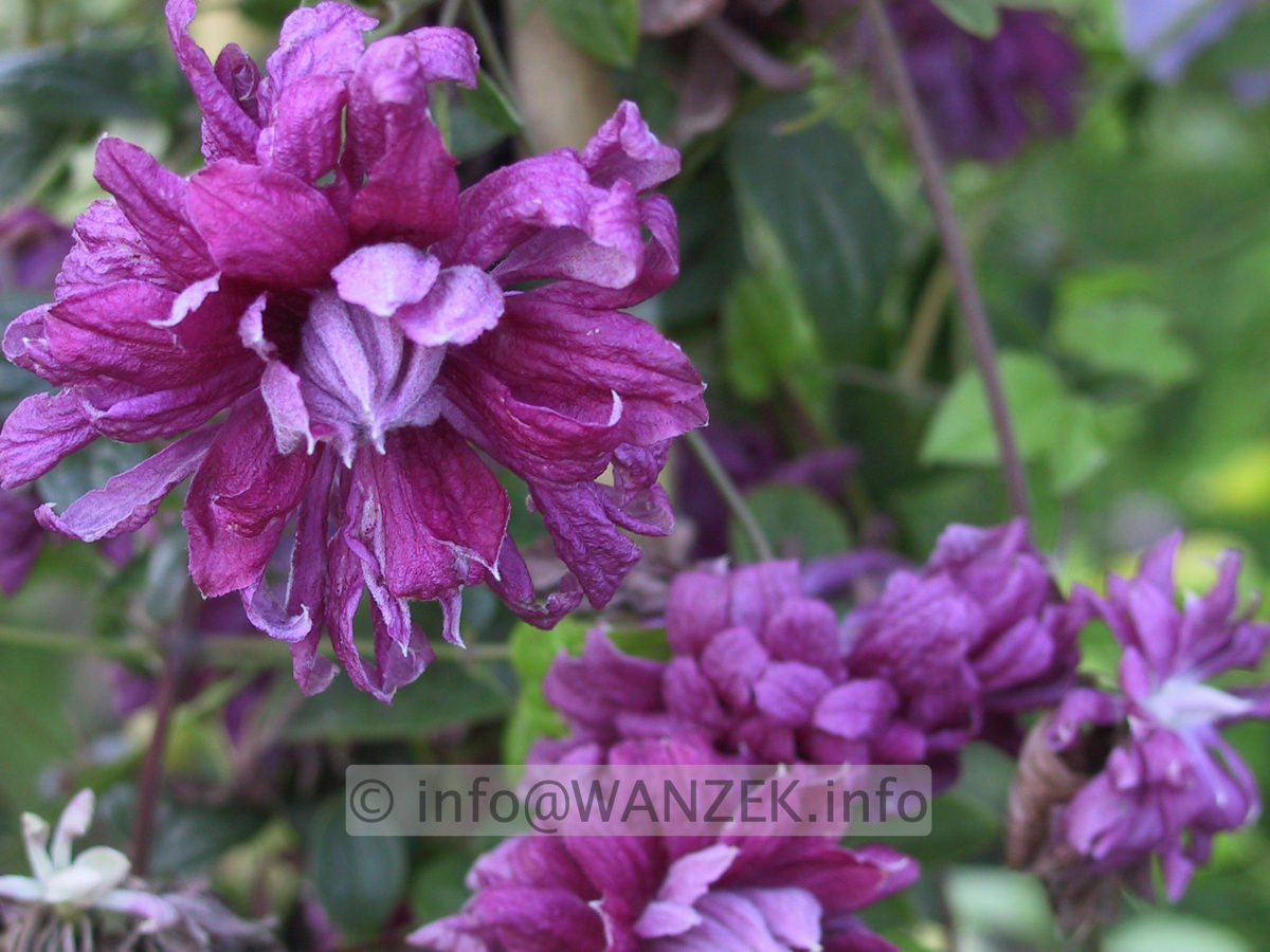 Clematis viticella Purpurea Plena Elegans - Blueten.jpg
